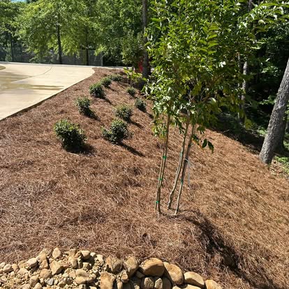 Landscape planting